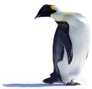 penguins